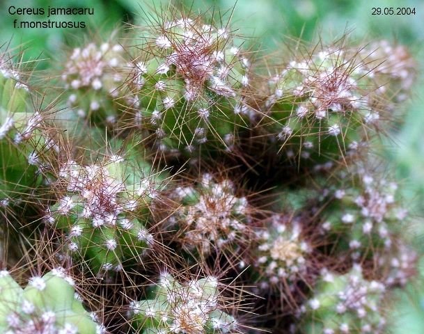 Cereus _jamacaru _f.monstruosus _b1